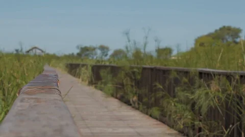 Sailing in the swamp on the estuaries. Stock Footage 101019019