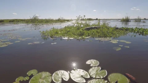 Sailing in the swamp on the estuaries. Stock Footage 101020914