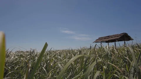 Sailing in the swamp on the estuaries. Stock Footage 101021827