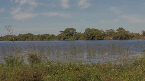 Sailing in the swamp on the estuaries. Stock Footage 101023489