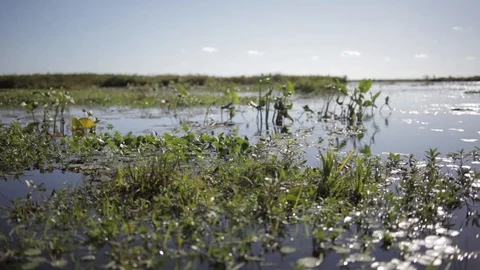 Sailing in the swamp on the estuaries. Stock Footage 101023500
