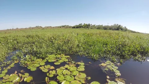 Sailing in the swamp on the estuaries. Stock Footage 101023665