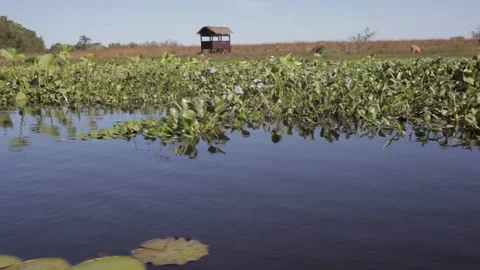 Sailing in the swamp on the estuaries. Stock Footage 101024335