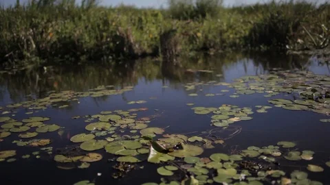 Sailing in the swamp on the estuaries. Stock Footage 101024367
