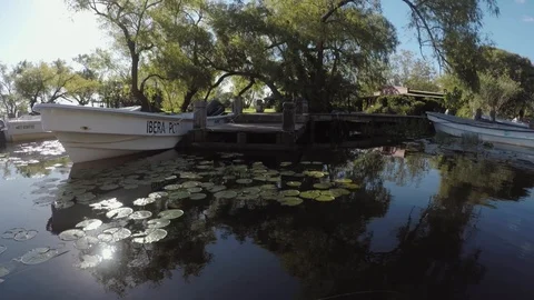 Sailing in the swamp on the estuaries. Stock Footage 101024476