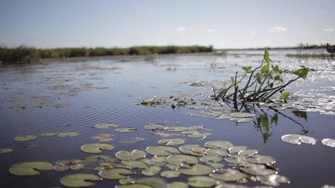 Sailing in the swamp on the estuaries. Stock Footage 101024668