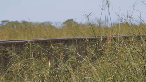 Sailing in the swamp on the estuaries. Stock Footage 101033788