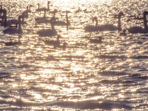 Sailing swans in the backlight Stock Photos