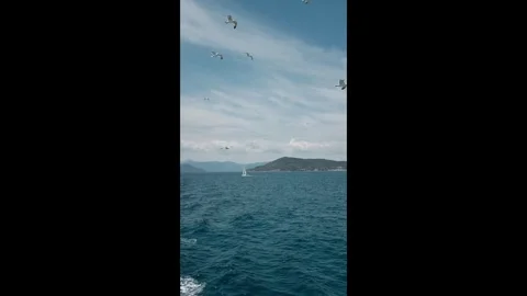 Sailing yacht at sun light surrounded by seagulls. Yachting on serene seascape Stock Footage 316920486