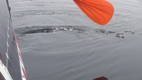Sailor using an orange paddle on the sea Stock Footage 104856360