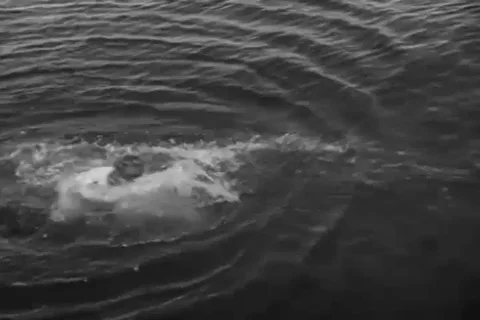 Sailor without lifejacket hold floating object - 1943 Video stock 101417163