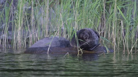 Saimaa Ringed Seal, Pusa hispida saimensis, rarest seals in the world Stock Footage 278354957