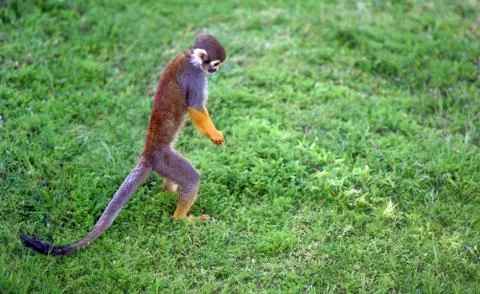 Saimiri monkey searching for something Foto stock