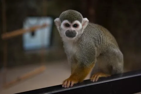 Saimiri or squirrel monkey close up at the zoo Stock Photos