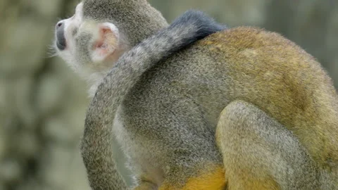 Saimiri or Squirrel Monkey Jumps Up In Slow Motion - Close-up Side view Video stock 243799534