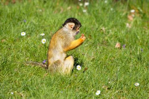 Saimiri Stock Photos