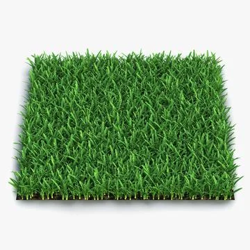 Saint Augustine Warm Season Grass 3D Model