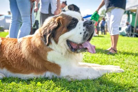 Saint bernard Close-up Stock Photos