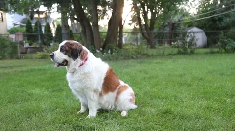Saint Bernard dog in backyard, video Stock Footage 53851663