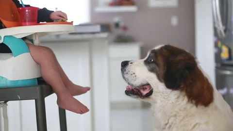 Saint Bernard dog begging while kid eating Video stock 72604076