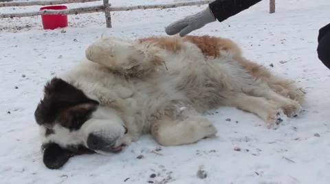 Saint Bernard dog Stock Footage 45490990