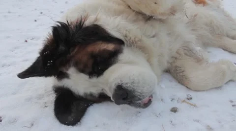 Saint Bernard dog Stock Footage 45490997