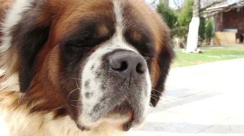 Saint bernard dog Stock Footage 61647344
