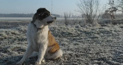 Saint Bernard dog metis seating near the field on the frosty ground Stock Footage 233080104