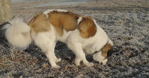 Saint Bernard dog metis sniffs the ground, freezing morning Stock Footage 233080353