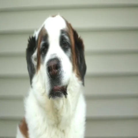Saint Bernard dog panting and offering paw, video Stock Footage 69329099