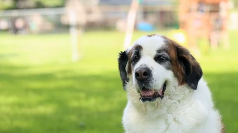 Saint Bernard dog panting in backyard, video Stockbeeldmateriaal 78070402