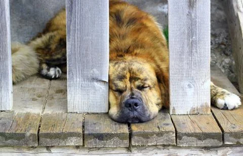 Saint bernard dog Stock Photos