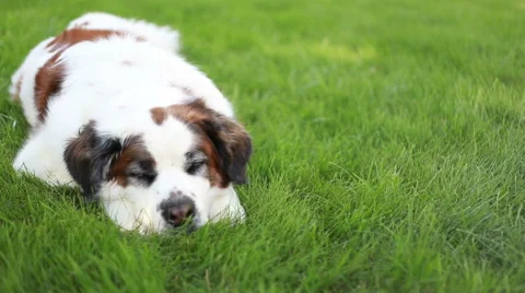 Saint Bernard dog resting in grass, video Stock Footage 63759925