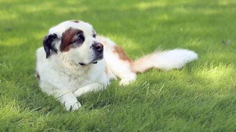 Saint Bernard dog resting on grass, video Stock Footage 78070566