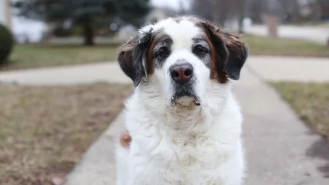 Saint Bernard dog sitting with light snow falling (centered), video Stock Footage 72250779