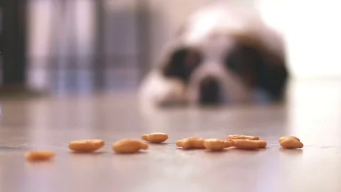 Saint Bernard dog with treats, video Видео 71304853
