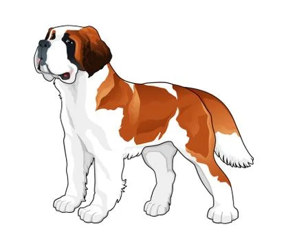 Saint Bernard. Stock Illustration