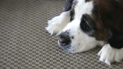 Saint Bernard looking and waiting, video Stock Footage 49483889