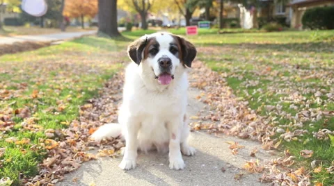 Saint Bernard panting on sidewalk, video Видео 43123669