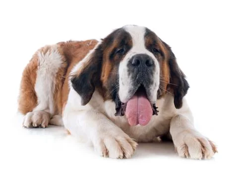 Saint bernard Foto stock