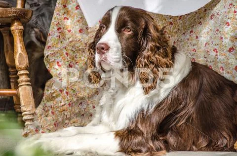 Saint Bernard Stock Photos