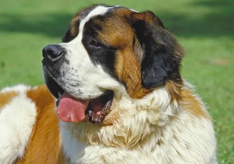 SAINT BERNARD Stock Photos
