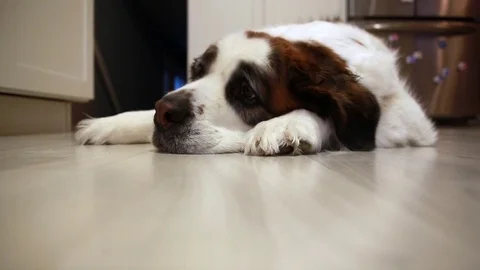 Saint Bernard resting while a ball rolls by, video Stockbeeldmateriaal 71655070