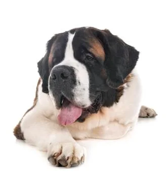 Saint bernard in studio Stock Photos