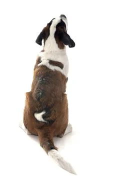 Saint bernard in studio Stock Photos