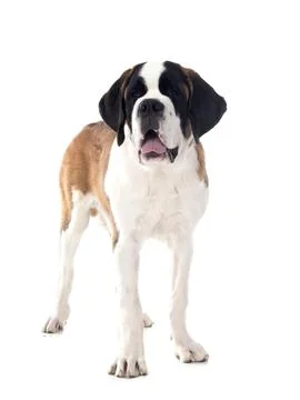 Saint bernard in studio Stock Photos