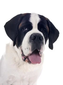 Saint bernard in studio Foto stock