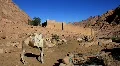 Saint Catherine's Monastery. Sinai Peninsula. Egypt HD Footage