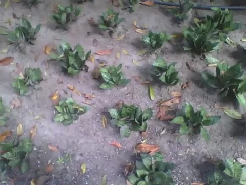 Saint george's mini sword plants in the botanical garden, wonderful Stock Footage 162680304