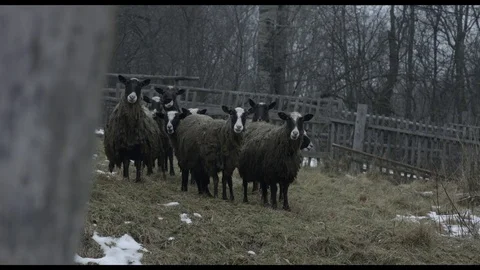 Saint isaac cathedral Stock Footage 84703688